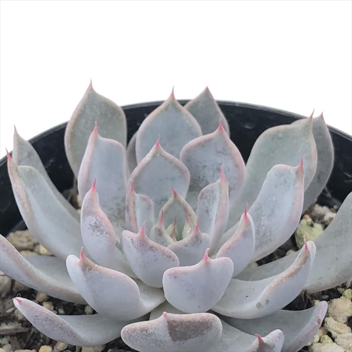 グレーとピンクの多肉植物*6 Amazon｜多肉植物 skエケベリア グレイローサ 多肉植物
