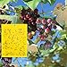 TUXUNQING 50 Pezzi di Trappola per Mosche Gialle, Trappola per Mosche, Trappola per Mosche di Frutta, Adesivi in ​​Carta per Mosca, trappole adesive a Doppia Faccia, trappole per Insetti appiccicosi.