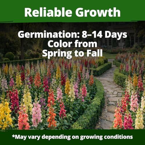 Image of HOME GROWN Snapdragon Seeds Tetra (0.3g) - 2000 Tall Flower Seeds to Plant Outside - Vibrant Perennial Snapdragons Mixed Colors - Cut Flower Seeds for Gardens, Borders, Bouquets (Antirrhinum majus)