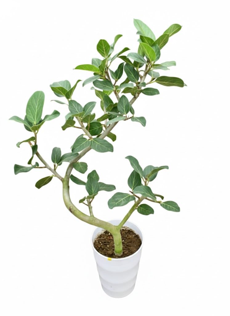 Amazon｜ベンガレンシス 曲がり 7号 観葉植物 ベンガル｜観葉植物
