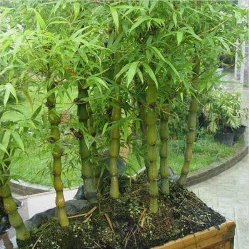 Vamsha Nature Care Two Layer Bamboo Plant (B0CL2RTFLD) Amazon Price History, Amazon Price Tracker