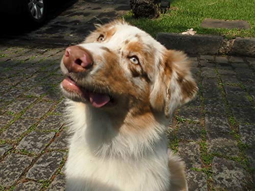Australian Shepherds