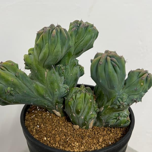 Amazon｜ミルティロカクタス：竜神木綴化（りゅうじんぼく・てっか）4