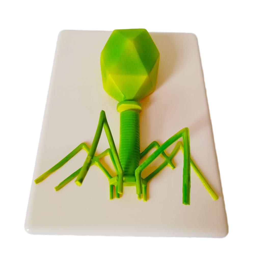 Buy Phage Virus Model Virus Amplification Structure Anatomy Teaching