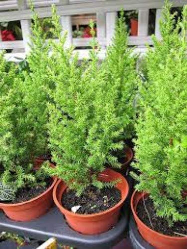 Grun Fresh Christmas Tree/Goldcrest Pack of Three