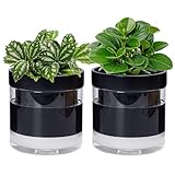 Phoenix Vine 15,2 cm selbstbewässernder Pflanztopf aus schwarzem Terrakotta-Ton, mit Glasspeicher für Zimmerpflanzen, Kräuter, Blumen, 2er-Set, 52-C-F-2