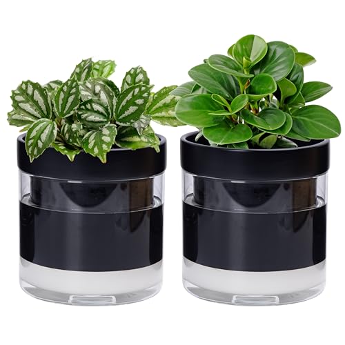 Phoenix Vine 6 Inch Self Watering Planter Pot, Black Terracotta Clay Pot with Glass Reservoir for Indoor Plants, Herbs, Flowers, Set of 2, 52-C-F-2