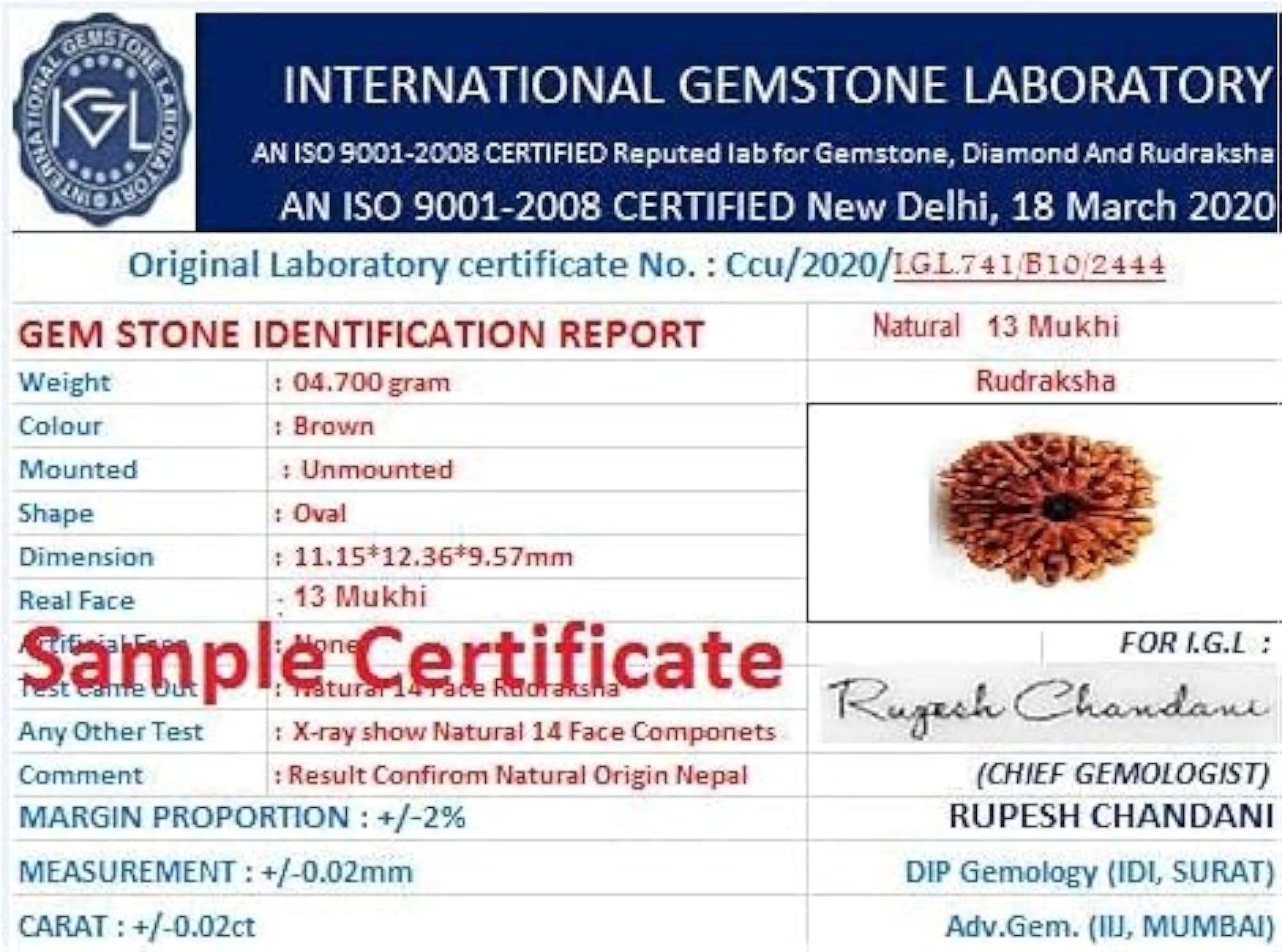 13 Mukhi Nepali Rudraksha Beads, Certified Genuine