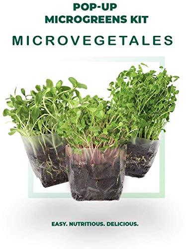 Garden Pocket Microvegetales Pop UP - Kit de Interior de germinados de Semillas ecológicas x3 (Rúcula)