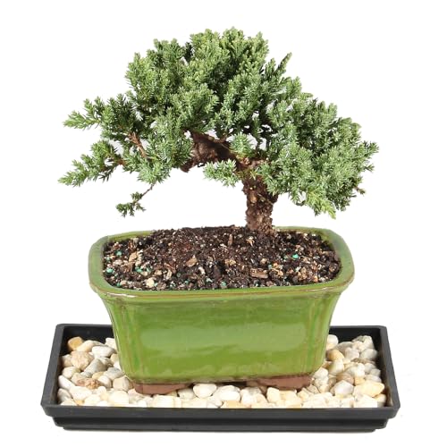 Brussel's Bonsai - Live Green Mound Juniper Bonsai Tree with Bonsai Pot and Tray, Outdoor Bonsai...