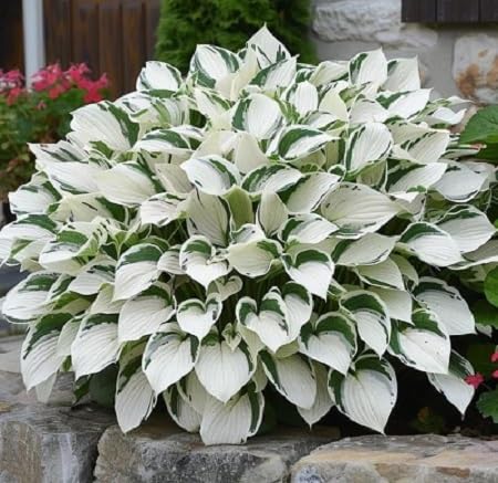 Graines de plantes Hosta fraîches et neuves, 40 pièces