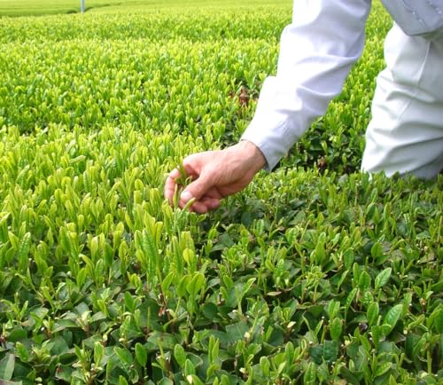 お茶の丸幸 入間千歳園 味一番狭山茶 250g