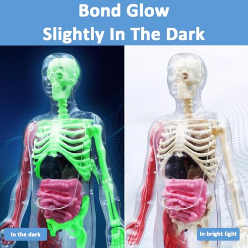 Image of PATPAT 32 Pieces DIY Human Body Model for Kids Assembly Human Skeleton Model for Kid Glow in The Dark Skeleton Educationa Toys Puzzle for Kids Educational Biology Class Tool for Kid Age 6+