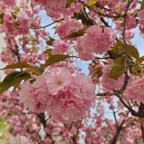 semi di ciliegio ornamentale sempreverdi resistenti ciliegio arbusti crescita rapida verdi, decorazione del giardino esterno 180pcs