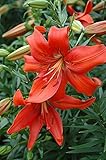 5 Red Tiger Lily Bulbs- End of Season Closeout!