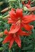 5 Red Tiger Lily Bulbs-- End of Season Closeout!