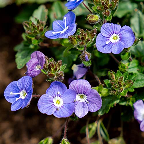 Veronica Repens Seeds Creeping Speedwell Evergreen Perennial Ground Cover Edging Rock Garden Deer & Rabbit Resistant 25Pcs Flower Seeds by YEGAOL Garden Veronica Repens Seeds Creeping Speedwell Evergreen Perennial Ground Cover Edging Rock Garden Deer & Rabbit Resistant 25Pcs Flower Seeds by YEGAOL Garden