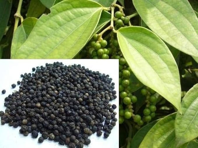 Live Plant Black Pepper Kali Mirch; Healthy Live Plant Actual Plant Height .5 to 1 ft (Hybrid, Pack of 1)