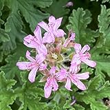 semi repellenti per zanzare - giardino balcone resistenti roccioso 300pcs