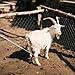 Goat Sheep Catcher Leg Hook, 304 Stainless Steel Sheep Hook Goat Catcher, Length Can Be Adjusted Freely 44
