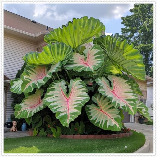 Mehrjährige Blumenzwiebel ist winterhart, Winterhart pflanzen, Blumenzwiebel Mix, Mysteriöse magische Glühbirne, 2025 Winterhart zwiebeln-3 Elefantenohr knolle-B