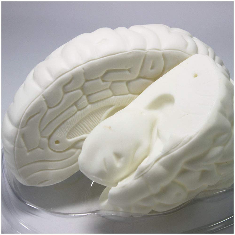 sjdoPulse Human Brain Model - Brain Anatomy Model - Detachable Medical Anatomical Brain Model - for Study Display Medical Teaching Model