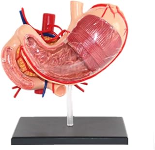 Educational Model Human Anatomy Model Stomach,Digestive System 4D Stomach Model Removable 9 Parts for Medical Studying Educational Teaching Aids