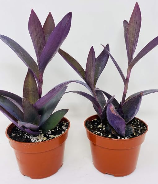Generic Two Purple Wandering Jew - 4'' Pot - Easy to Grow House Plant - Inch Plant Unique from BSBD
