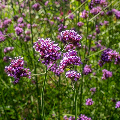 Outsidepride Verbena Purpletop Vervain Garden Flowers Attractive To Bees, Butterflies, & Song Birds - 10000 Seeds #TOP1