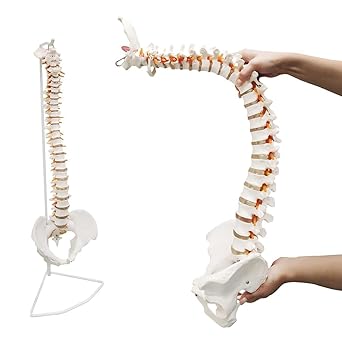Ultrassist Life Size Human Spine Model, Bendy Spinal Cord with Hyoid Bone, Herniated Disk, Nerves, Arteries and Pelvis, Great Teaching Tool for Medical Students and Chiropractors, Includes Stand