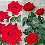 semillas de rosas perennes resistentes, rosas trepadoras balcon de flores plantar rosas jardín semillas Semillas de flores perennes resistentes, plantas de balcón resistentes, 220pcs