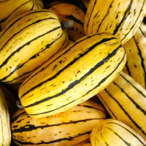 TomorrowSeeds - Delicata Squash Seeds - 30+ Count - for