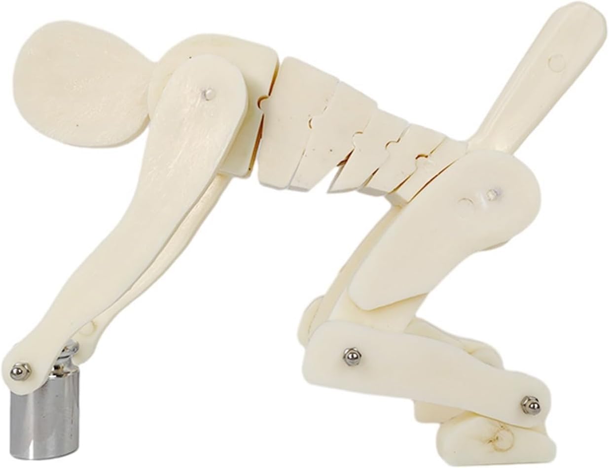 MASKIS Human Body Bending Weight Lifting Spine Force Demonstration Model, Lumbar Spine Protection Model, Spine Force In Human Body Bending And - View #12