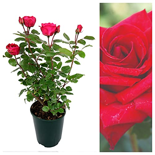Rose Bush Royal Willliam - Red Hybrid Tea Rose Bush for The Garden in a 3Litre Pot (1)