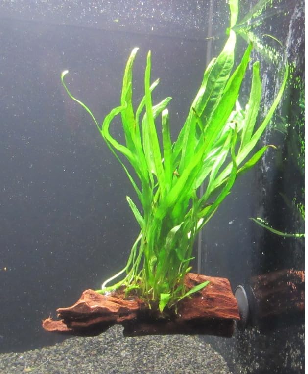 florari Wurzel+Saugnapf mit Microsorium pteropus - Javafarn auf Wurzel+Sauger