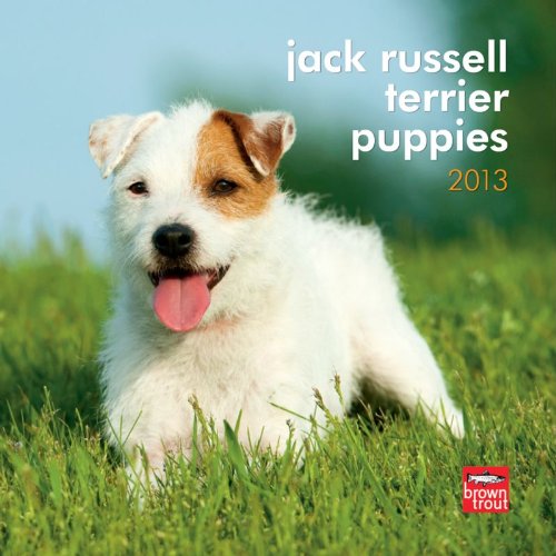 Amazon Jack Russell Terrier Puppies 2013 Calendar Browntrout