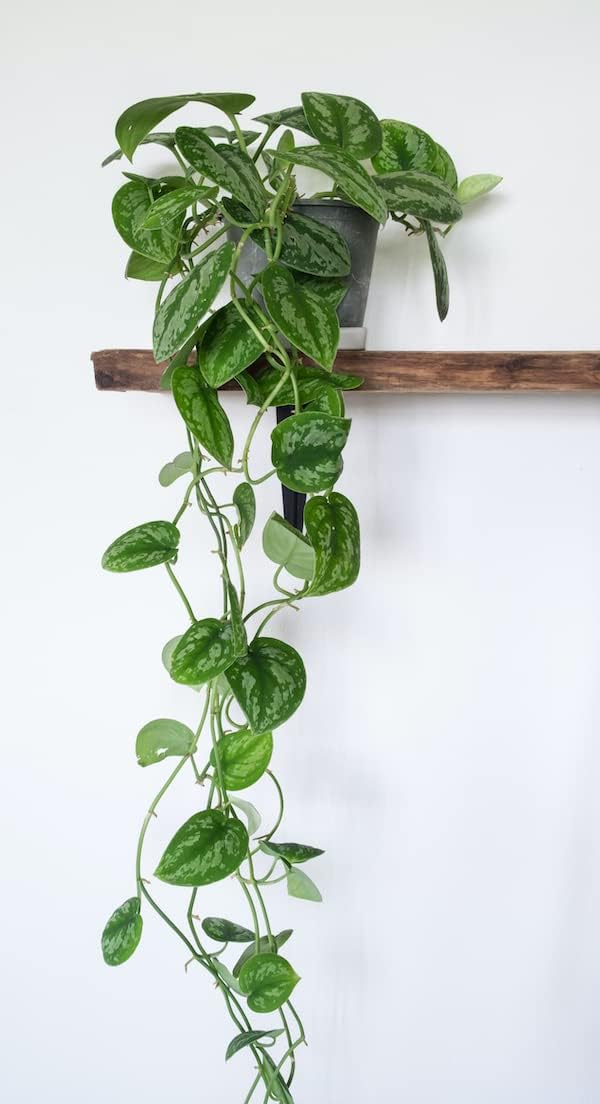 Pothos Live Indoor Plant, 4 inch Pot, Variegated White and Green Leaves - Easy to Care for - Perfect for Indoor and Outdoor Home Decor, Office, and Gift (Satin Pothos)