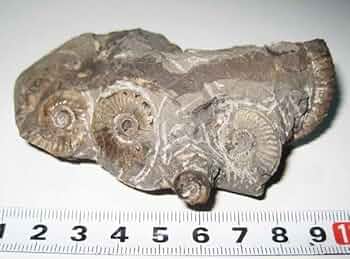 北海道　中川　希少　パラソレノセラス　アンモナイト 北海道 中川 希少 パラソレノセラス アンモナイト - メルカリ