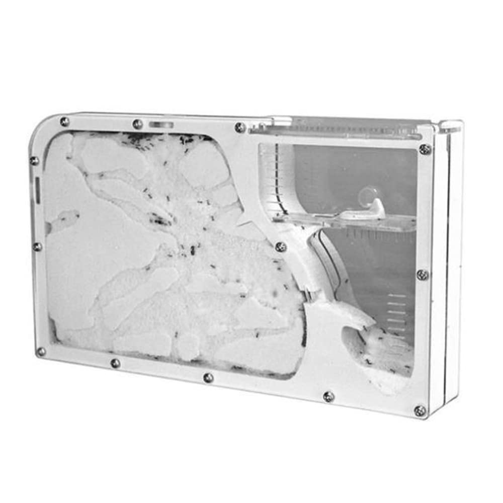 Raitron Eco Manor Ant Observation, Ants Farm Observe The House Nest, with Child Lock Tool and Decoration Platform, for Home School Educational Kids Toy Gift Idea Tools