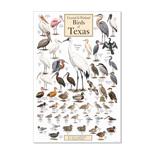 Coastal and Wetland Birds of Texas Identification Chart Shorebirds Wading...