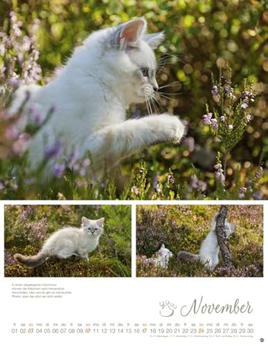 Katzenkinder Posterkalender 2019