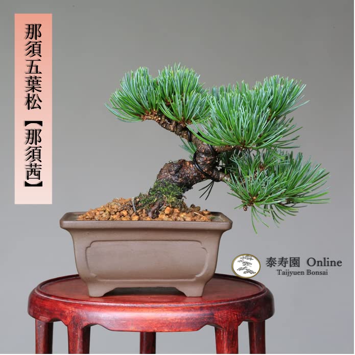 Amazon.co.jp: 那須五葉松 『那須茜』ミニ盆栽 【泰寿園 Online