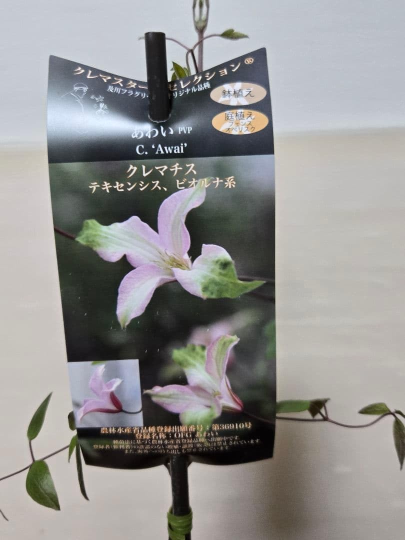 Amazon.co.jp: ☆クレマチス☆あわい☆4号鉢☆希少☆ : DIY・工具
