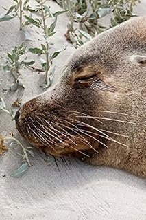 Posterazzi Australian Sea Lion Seal Bay Conservation Park South Australia Poster Print by Martin Zwick, (19 x 29)