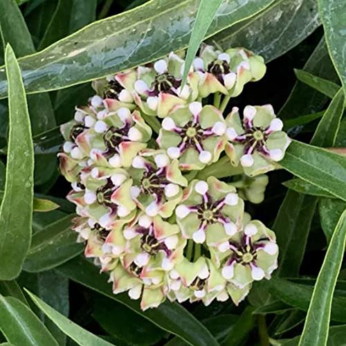 Flower Seeds For Planting Asclepias Asperula Seeds 10 Pcs Non-Gmo Heirloom Green-Flowered Milkweed, Spider Antelope Horns Seeds Home Garden Seed Easy To Grow #TOP2
