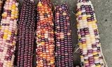 6 Indian Corn Without Husks