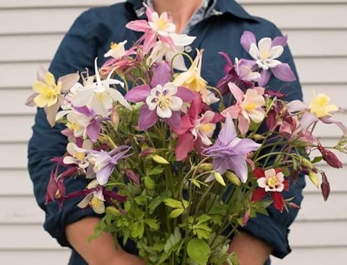 Mixed Columbine Mckana Giants Flower Seeds（2000)-Beautiful-Garden Planting #TOP2