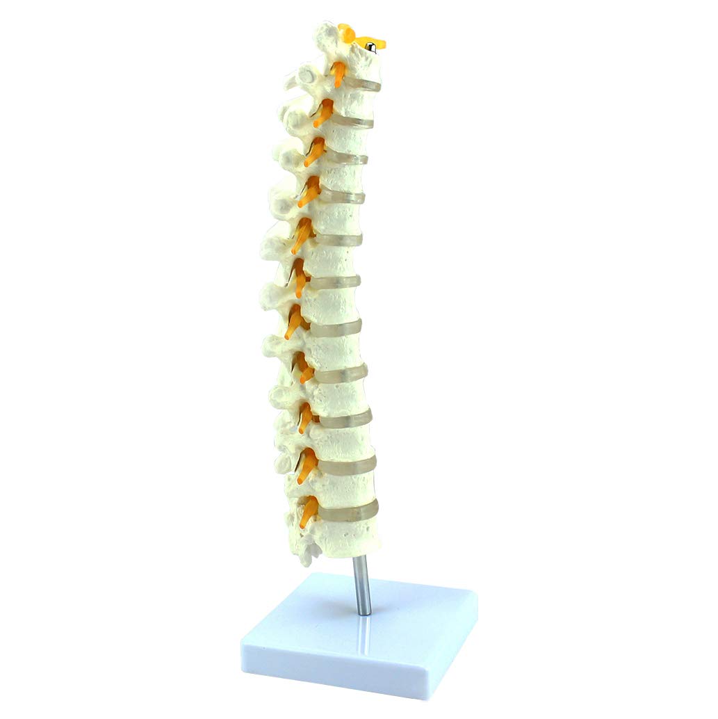 Sjdopulse Human Spine Model - Flexible Vertebral Column Model - 1:1 Life Size Human Thoracic Vertebra Model Spine Lumbar Vertebrae Orthopedics Skeletal Model - For Medical Educational