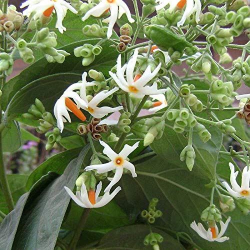 See full amazon price history chart for 12 monthy flowering Parijat Flower tree/Seuli Flower Plant harsingar ka podha/Parijatak Flower 12 monthy flowering Parijat Flower tree/Seuli Flower Plant harsingar ka podha/Parijatak Flower (B0C696L9R1) Amazon Price History, Amazon Price Tracker