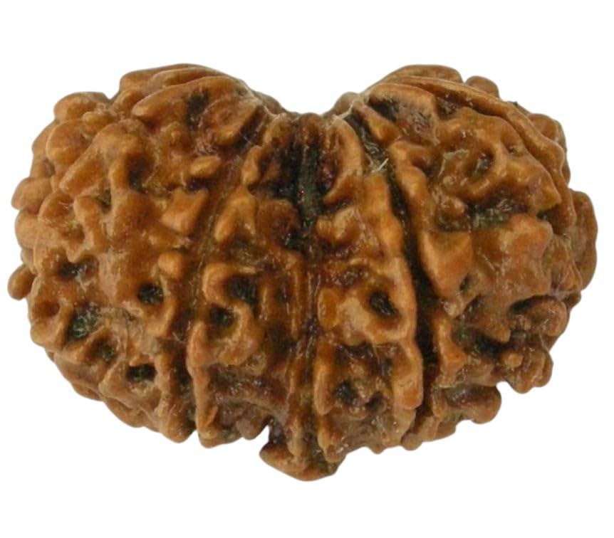 Gauri Shankar Rudraksha Original Certified Nepali गौरी शंकर रुद्राक्ष Beads | Gauri Shankar Rudraksham Blessed With Shiv Pravati (अर्धनारीश्वरी) Natural Brown Bead With Silver Capping For Pendant-image-14